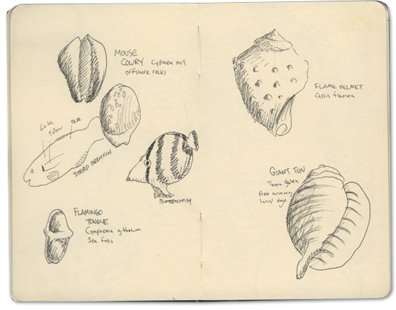 Banded Butterfly Sketches and other moleskine sketches