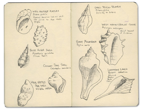 Moleskine sketches of shells