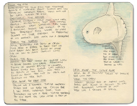 Ocean Sunfish Sketch