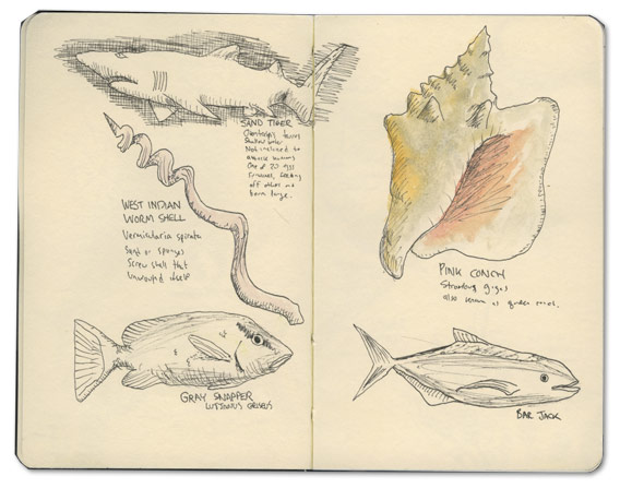 West Indian Worm Shell Sketch