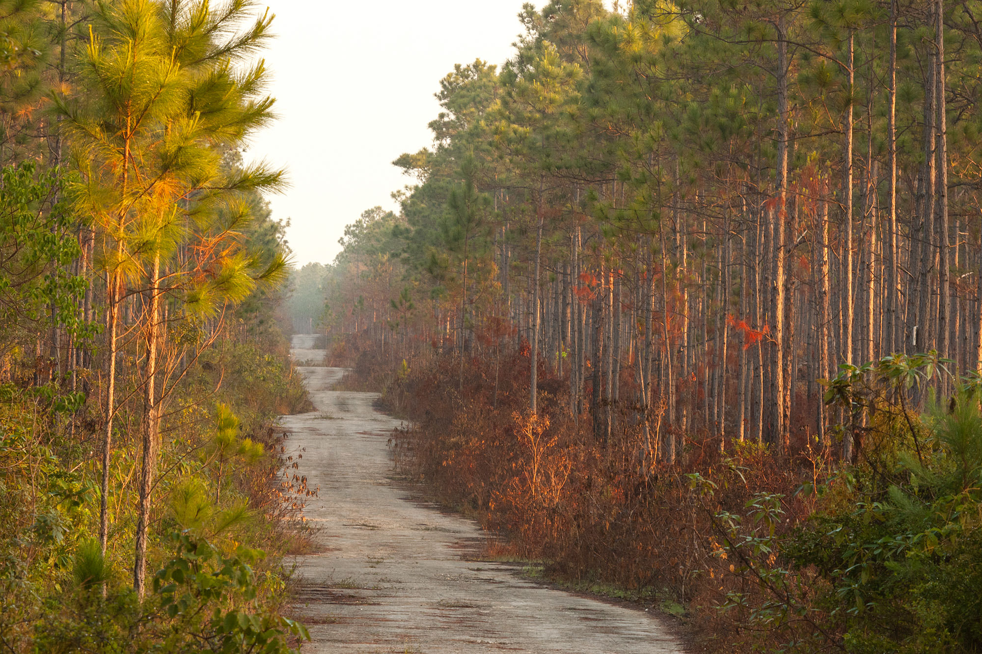 Lonely road in South Abaco, Abaco Islands