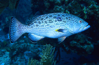 An Abaco Grouper seen at the Great Guana Cay reef
