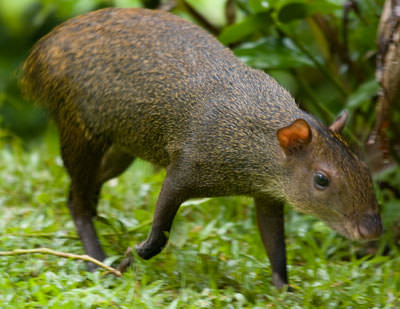 Central American agouti (Dasyprocta punctata)