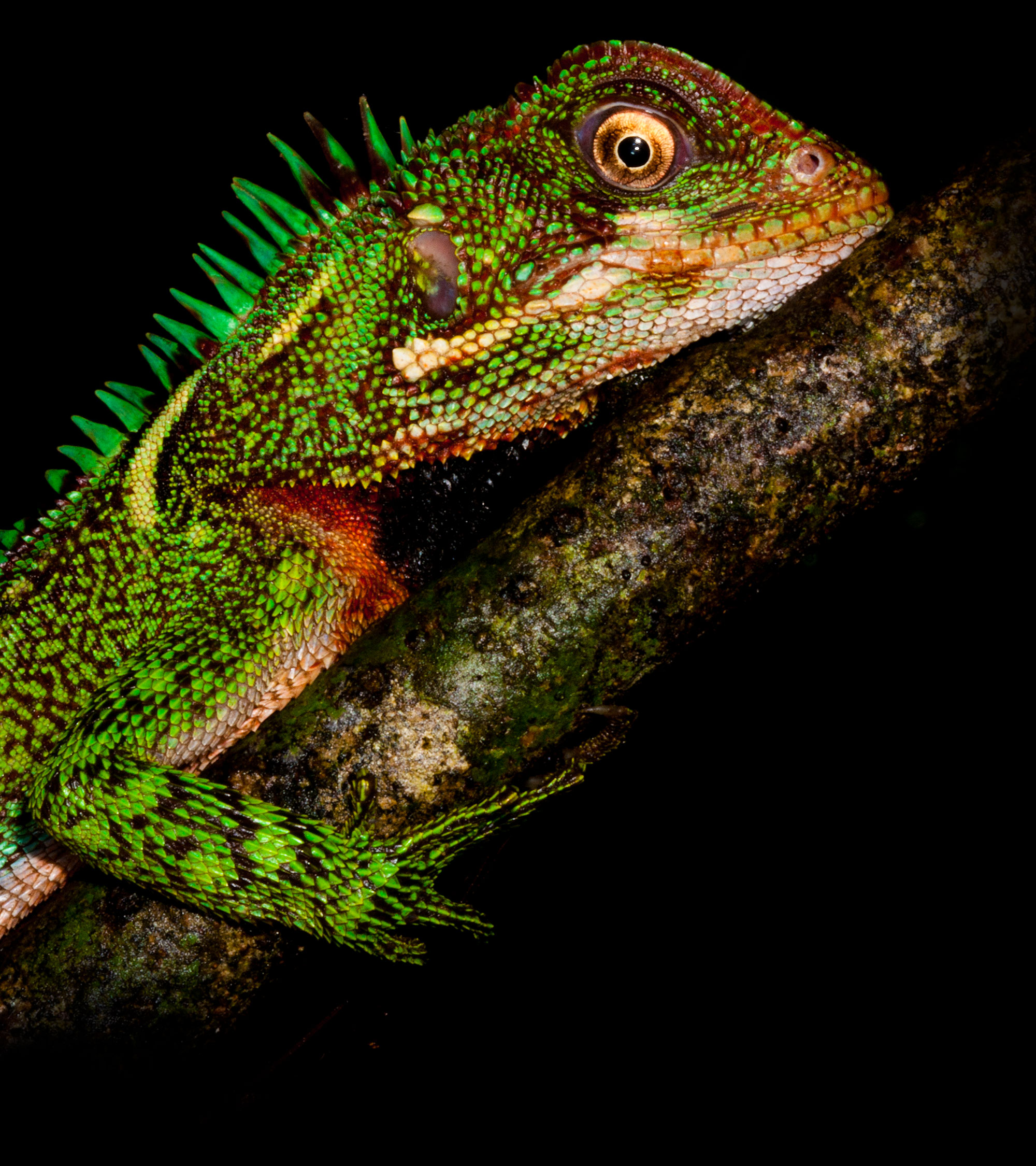 Amazon Forest Dragon