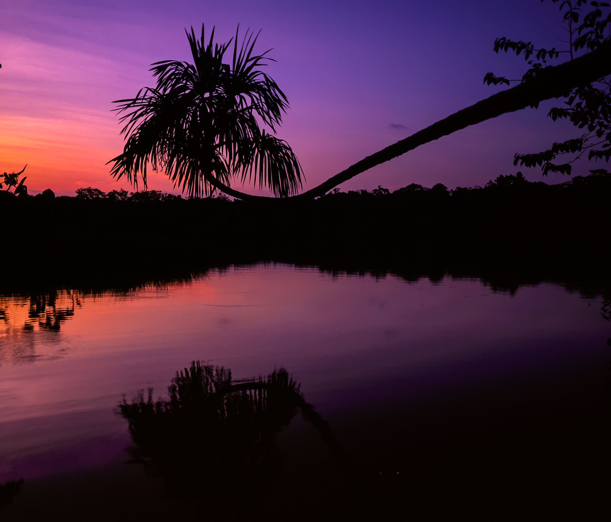 Amazon Basin Flooded Forest
