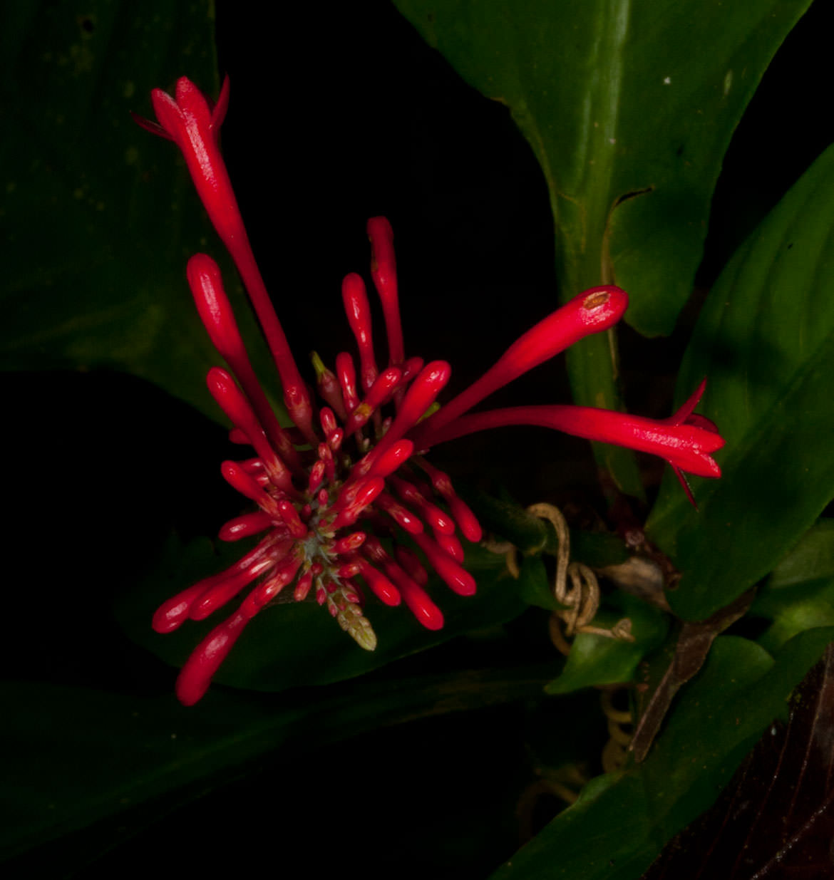 Bromeliads, airplants and vines dangle on the steep Guacamayos Ridge Trail