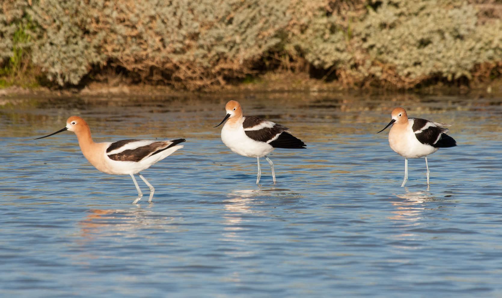 Avocets on the Carrizo Plains