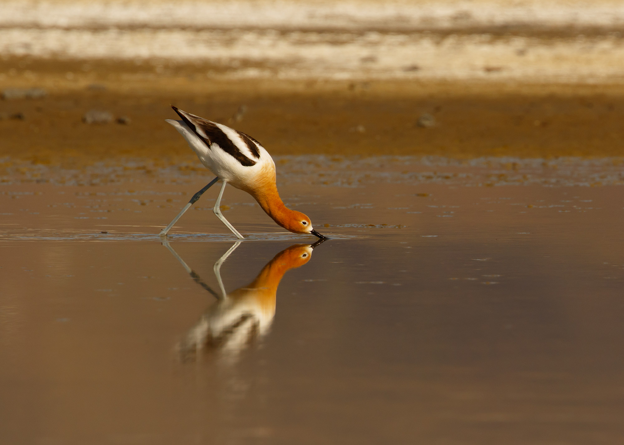 Feeding Avocet on a drying lake in Lake County, Oregon