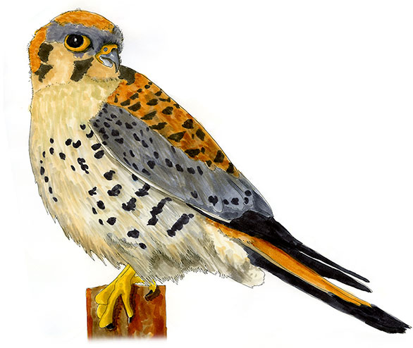 Watercolor and Copic marker sketch of a American Kestrel (Falco sparverius), by Erik Gauger.