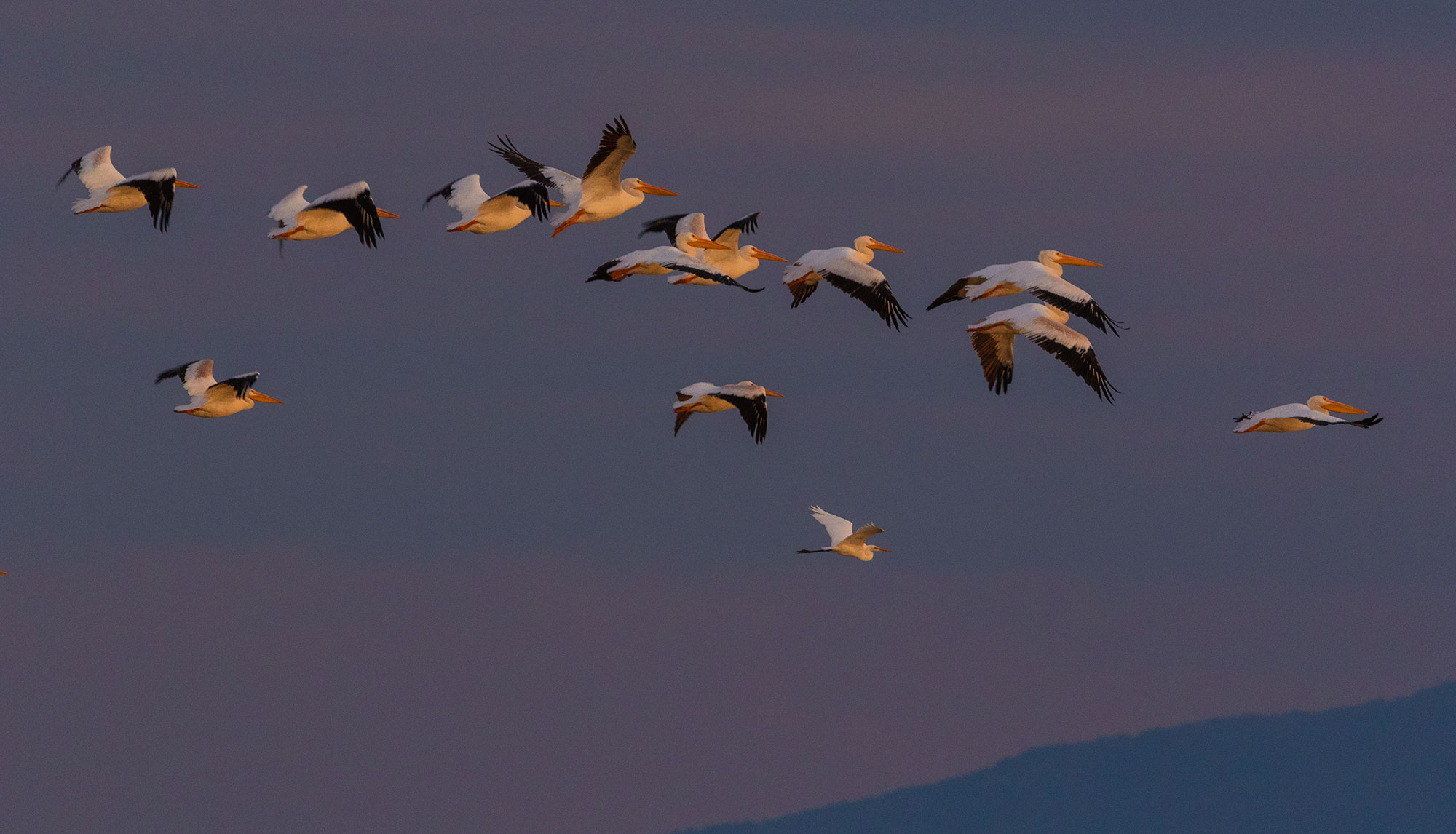 American White Pelicans fly over Summer Lake, Oregon at last light. A Great Egret joins them.