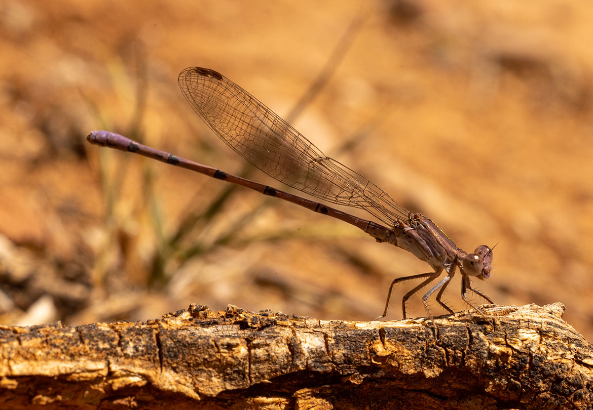 Amethyst Dancer (Argia pallens) at Patagonia Lake, Arizona—slender dancer damselfly on streamside perch