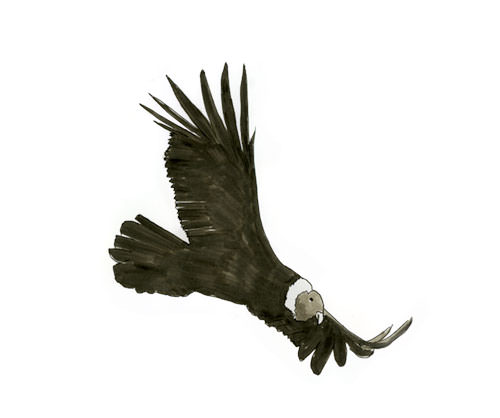 Watercolor and Copic marker sketch of a Andean Condor (Vultur gryphus), by Erik Gauger.