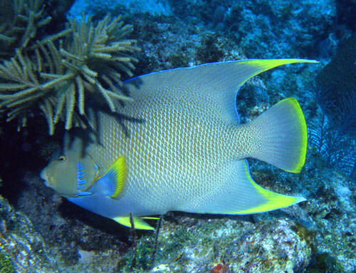 Angelfish