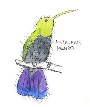Antillean Mango