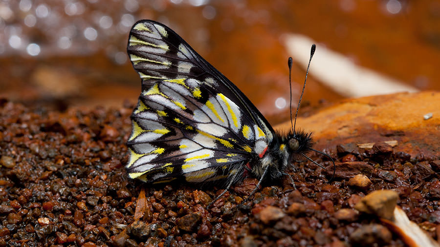 Apaturina Dartwhite (Catasticta apaturina), Andean Ecuador