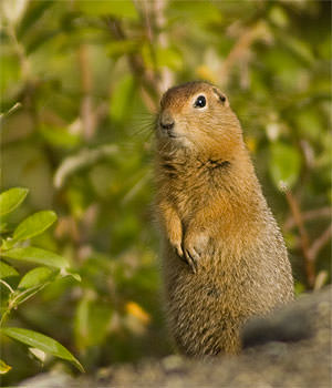Arctic Ground Squirrel (Urocitellus parryii)