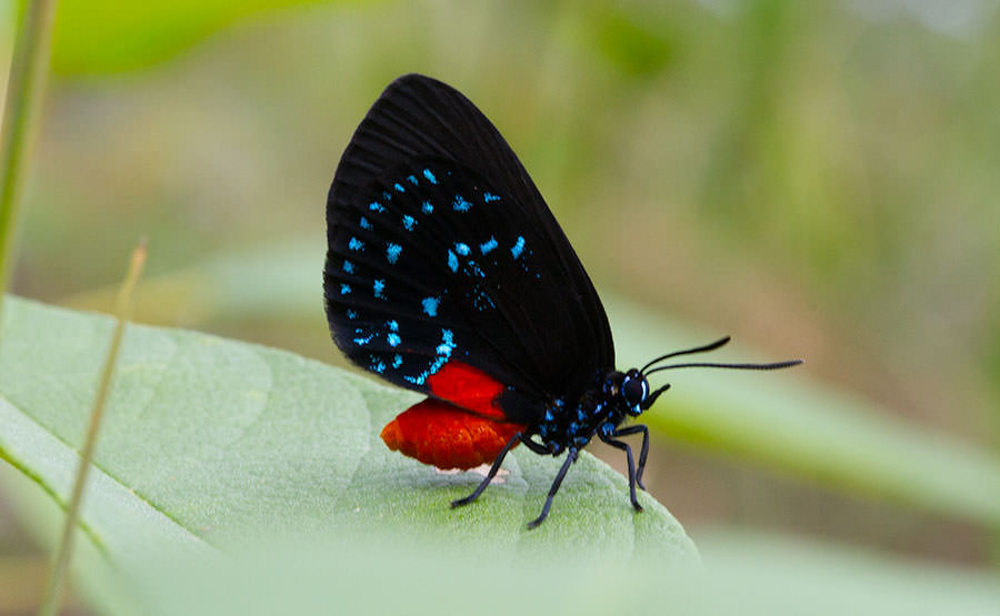 Atala Butterfly (Eumaeus atala), Abaco, Bahamas