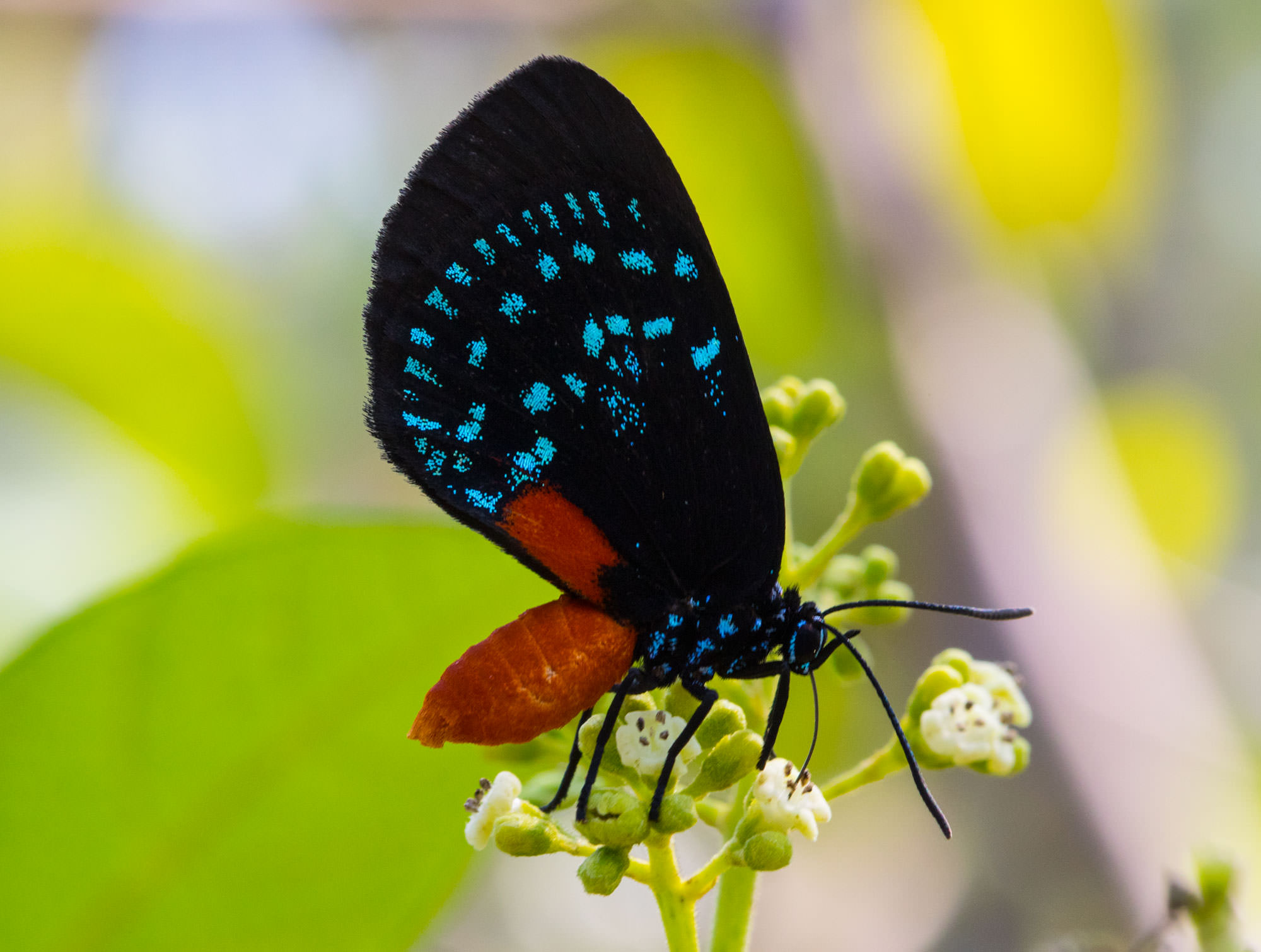 Atala Butterfly in the Abaco Wilderness