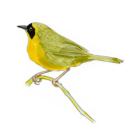 Watercolor and Copic marker sketch of a Bahama Yellowthroat (Geothlypis rostrata), by Erik Gauger.