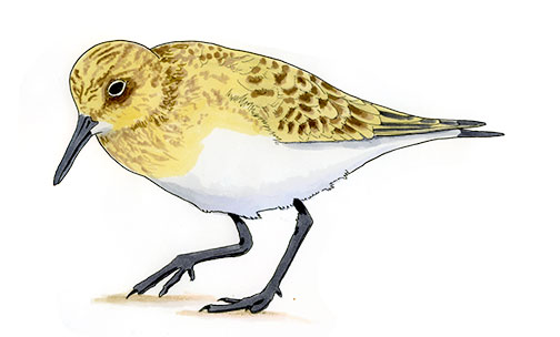 Watercolor and Copic marker sketch of a Baird's Sandpiper (Calidris bairdii), by Erik Gauger.