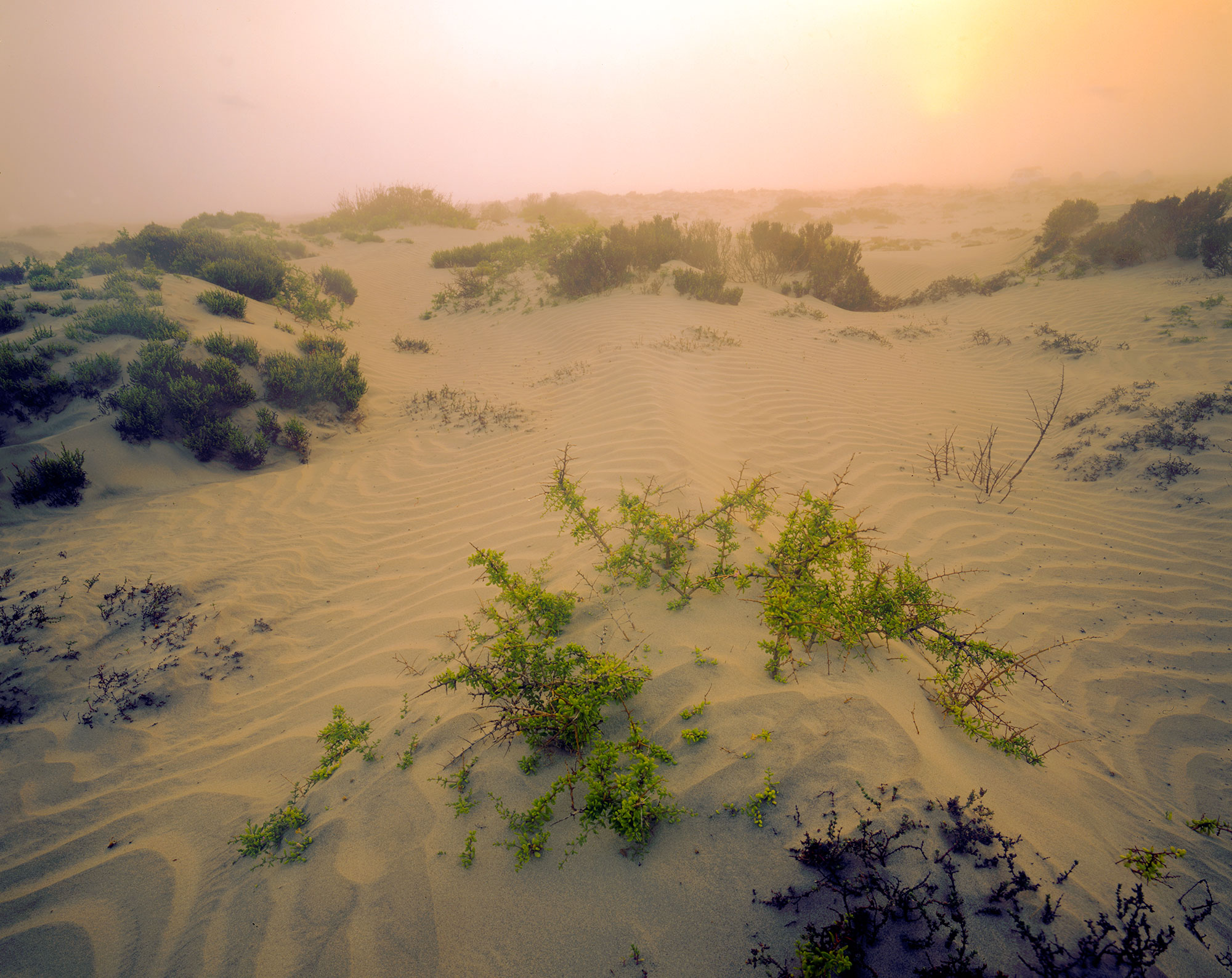 Scrub and patterns in the Baja desert dunes