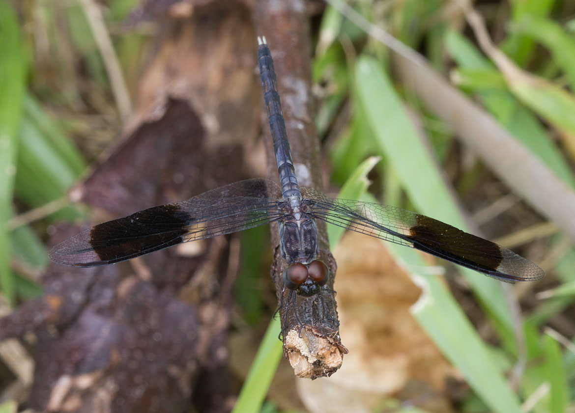 Band-winged Dragonlet (Erythrodiplax umbrata) on Abaco, Bahamas—dark basal wing band of adult male