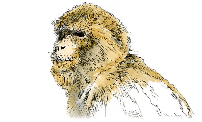 Barbary Macaque of Gibraltar