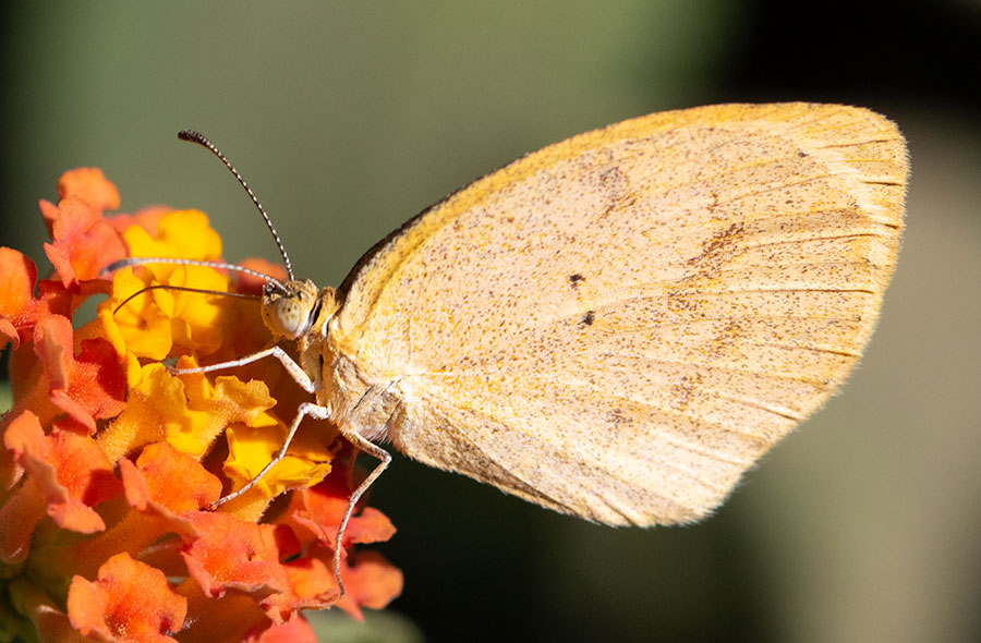 Barred Yellow (Eurema daira), Guanacaste Province, Costa Rica