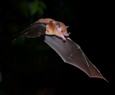 Orange Nectar Bat (Lonchophylla robusta) near El Valle de Antón, Panama