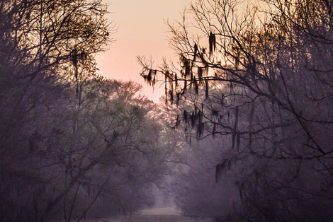 Louisiana Bayou Sketches
