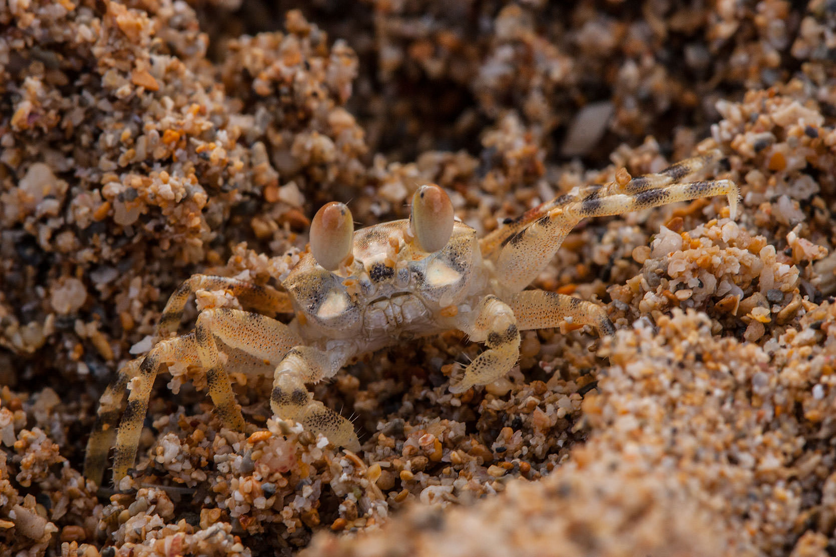 Beach Crab at Anini Beach