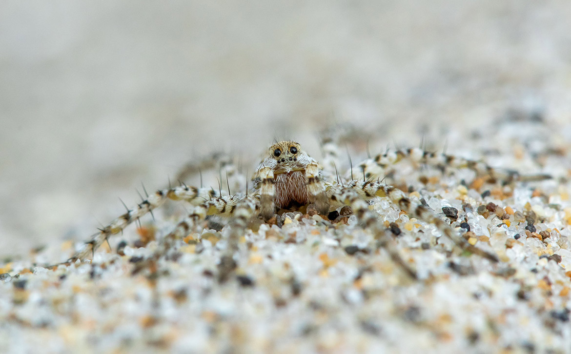 Beach Wolf Spider (Arctosa littoralis) at Rockaway Beach, Oregon on open beach sand
