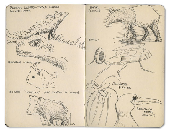 Red-footed Booby Sketch