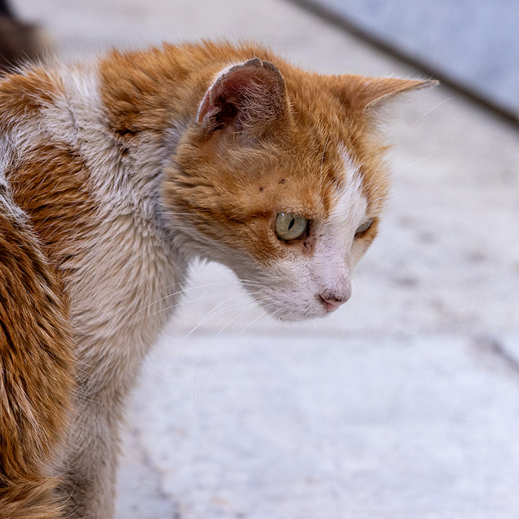 A weathered orange and white street cat stands alert on a stone path in Birgu, Malta, its fur sun-bleached and patchy, with a clipped ear and scars hinting at a long life on the island's historic streets.