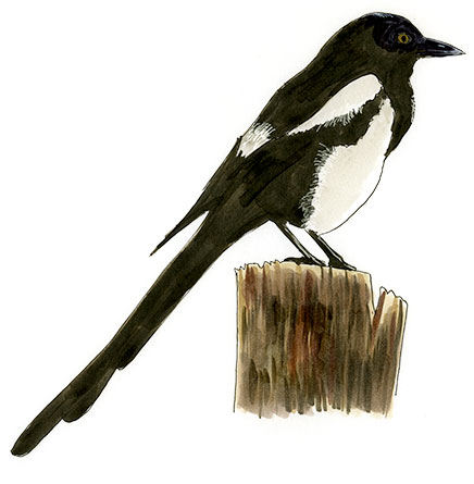 Watercolor and Copic marker sketch of a Black-billed Magpie (Pica hudsonia), by Erik Gauger.