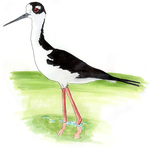 Watercolor and Copic marker sketch of a Black-necked Stilt (Himantopus mexicanus), by Erik Gauger.