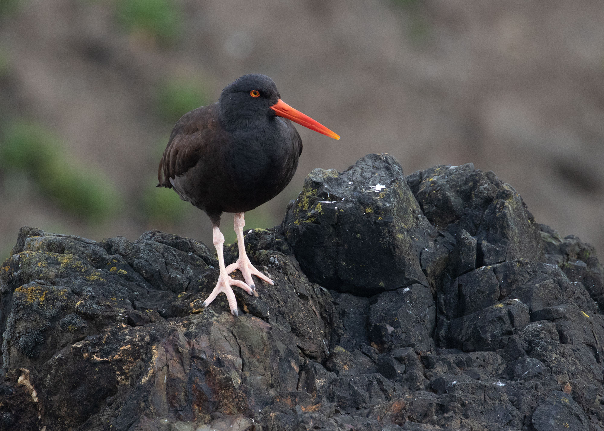 Kayaking the Willamette River in Portland, Oregon.