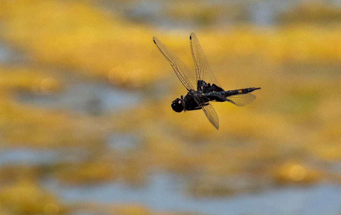 Black Saddlebags (Tramea lacerata) over Koll Wetlands, Oregon—broad dark 'saddles' at wing bases