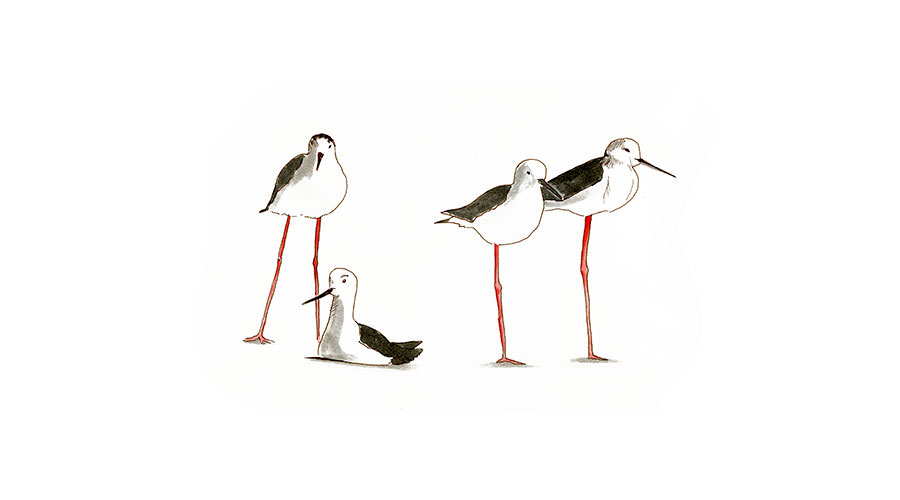 Black-winged Stilts