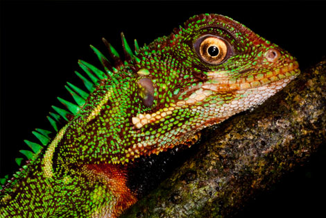 Blackwater Forests in the Amazon