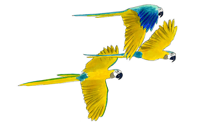 Watercolor and Copic marker sketch of a Blue-and-yellow Macaw (Ara ararauna), by Erik Gauger.