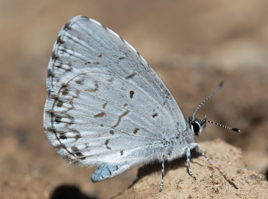 Spring Azure (Celastrina ladon), Rice Lake National Wildlife Refuge, Minnesota