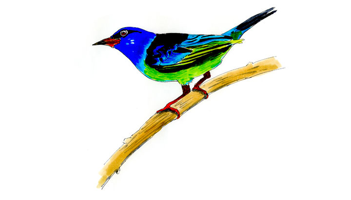 Watercolor and Copic marker sketch of a Blue Dacnis (Dacnis cayana), by Erik Gauger.