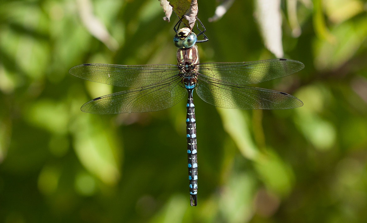 Blue-eyed Darner (Aeshna multicolor) at Ridgefield NWR, Washington—broad aeshnid with striking blue eyes