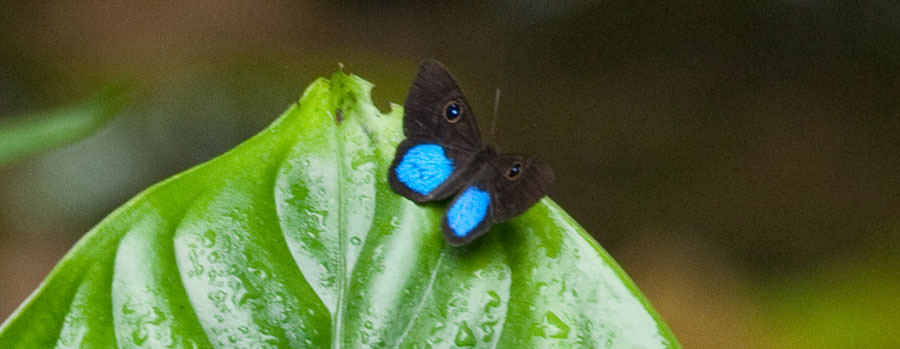 Blue-patched Eyed-Metalmark (Mesosemia coelestis), Panama