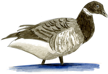 Watercolor and Copic marker sketch of a Brant (Branta bernicla), by Erik Gauger.