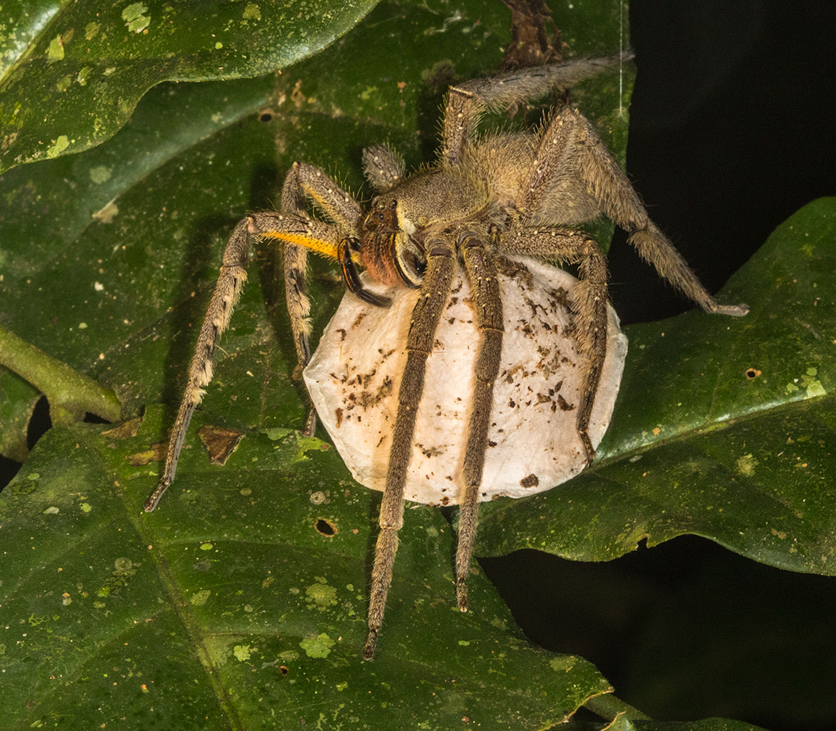 Brazilian Wandering Spider (Phoneutria cf. fera) female guarding her egg sac in Tambopata, Peru rainforest