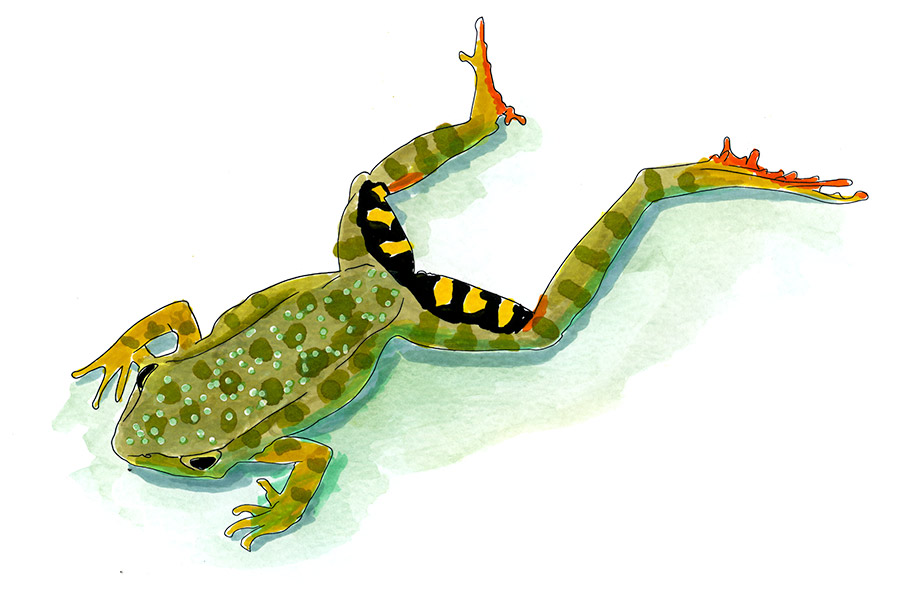 Brilliant Forest Frog (Hypsiboas calcaratus) — Copic and watercolor field sketch showing the frog's green, speckled dorsum, orange toes, and bold black and yellow thigh bands as it stretches across a light wash background.