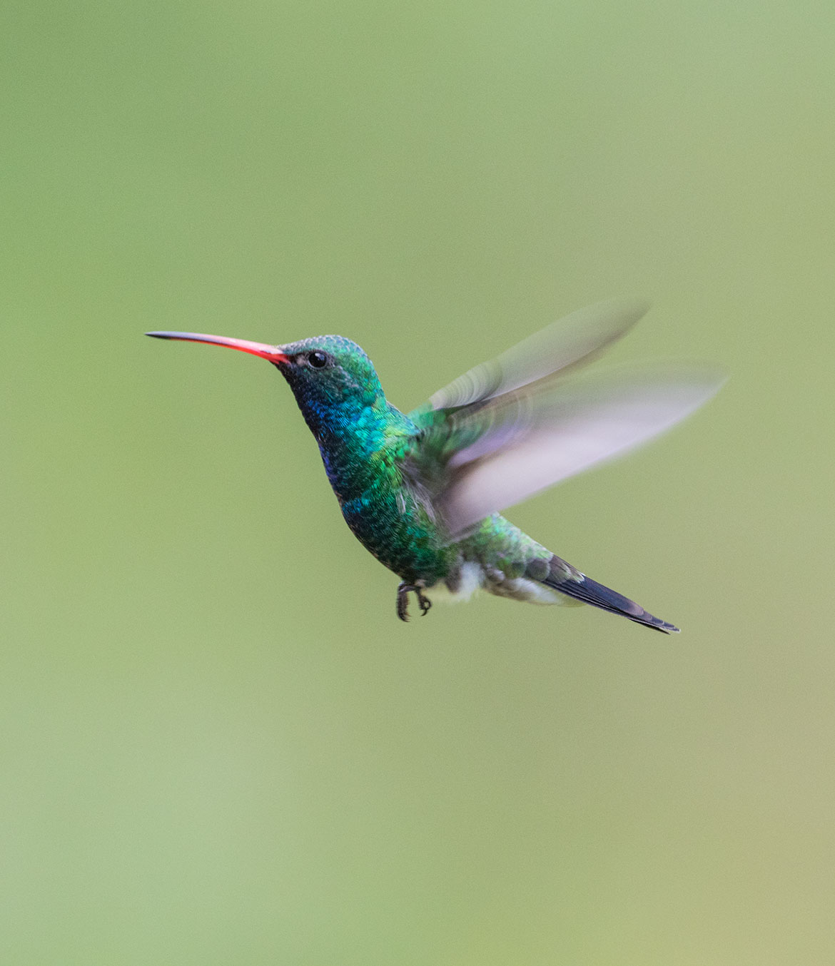 Broad-billed Hummingbird on the Arizona-Sonora border