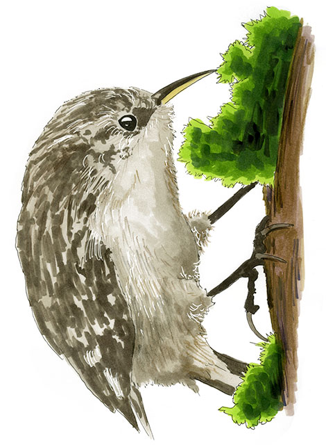 Watercolor and Copic marker sketch of a Brown Creeper (Certhia americana), by Erik Gauger.